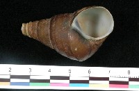 藏品(長田螺)的圖片